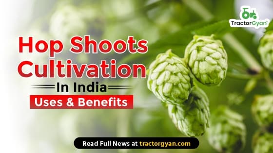 Hop Shoots Cultivation in India – Uses & Benefits Hop Shoots Cultivation in India – Uses & Benefits image