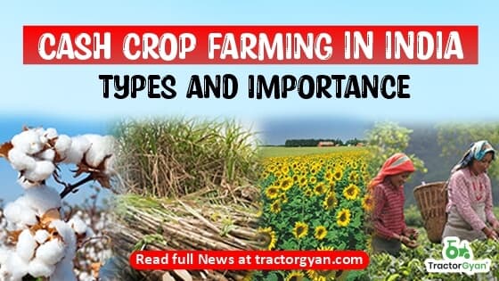 What are Cash Crops of India - Importance & Examples of Cash Crops image