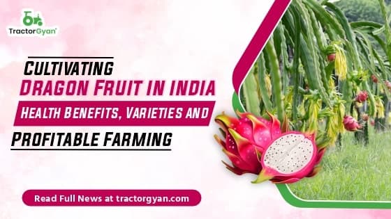 Dragon Fruit Cultivation in India: Health Benefits, Varieties and Profitable Farming image