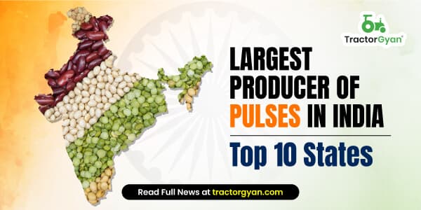 Largest Producer of Pulses in India - Top 10 States image