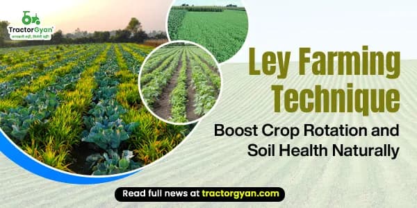 Ley Farming Technique: Boost crop rotation and soil health naturally image