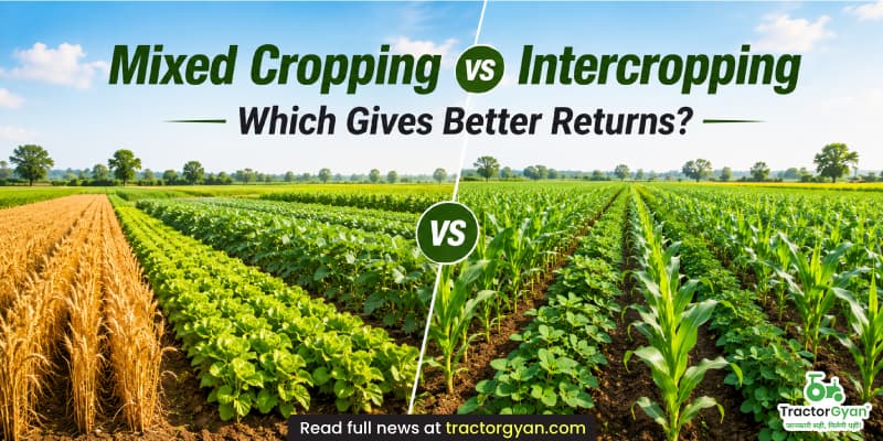 Mixed cropping vs intercropping: Which gives better returns?