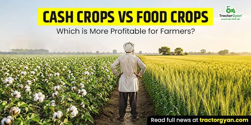 Cash crops vs food crops: Which is more profitable for farmers? Cash crops vs food crops: Which is more profitable for farmers?