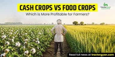 Cash Crops vs Food Crops: Which is More Profitable for Farmers?