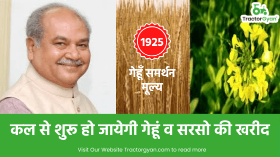 कल से शुरू हो जायेगी गेहूं व सरसो की खरीद image