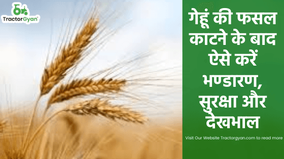 गेहूं की फसल काटने के बाद ऐसे करें भण्डारण, सुरक्षा और देखभाल image