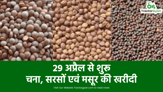 29 अप्रैल से शुरू चना, सरसों एवं मसूर की खरीदी image