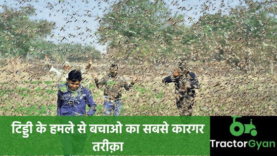 टिड्डी के हमले से बचाओ का सबसे कारगर तरीक़ा image