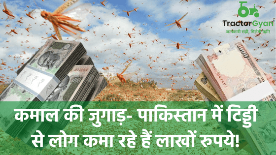 कमाल की जुगाड़- पाकिस्तान में टिड्डी से लोग कमा रहे हैं लाखों रुपये! image