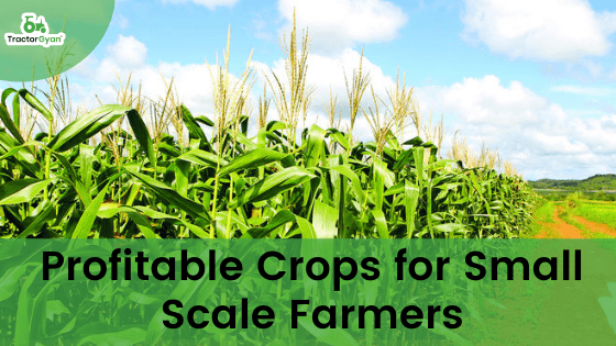 Top 5 Profitable Crops for Small Scale Farmers image