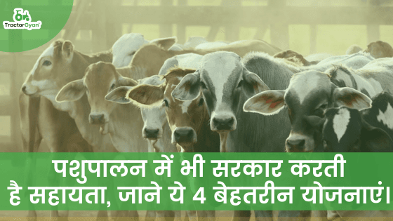 पशुपालन में भी सरकार करती है सहायता, जाने ये 4 बेहतरीन योजनाएं। image