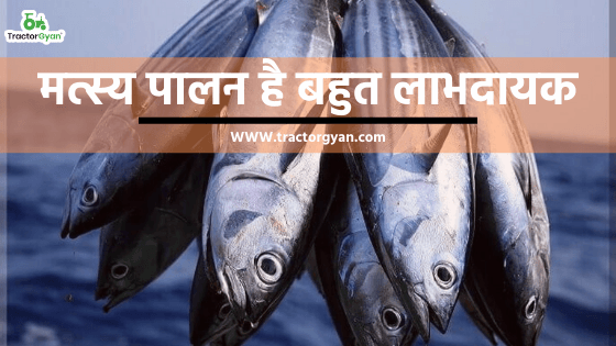 मत्स्य पालन है बहुत लाभदायक, इस तरह करें शुरुआत। image