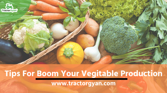Top 10 Tips That Will Boom Your Vegetable Production image
