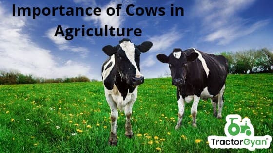 Role Of Cow in Agriculture image