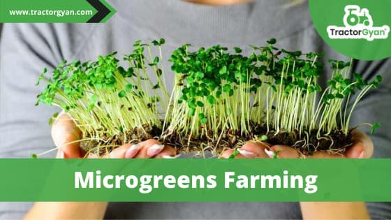 Microgreens farming: The new farming trend Microgreens farming: The new farming trend image