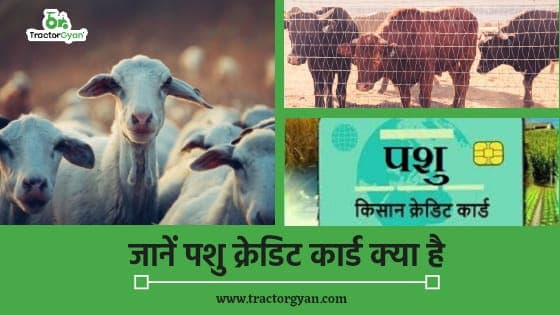 जानें पशु क्रेडिट कार्ड क्या है, बिना गारंटी मिलता है 1.6 लाख तक ऋण। image