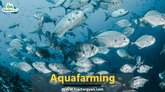 Aquafarming: The prospects and challenges you didn't know about. image