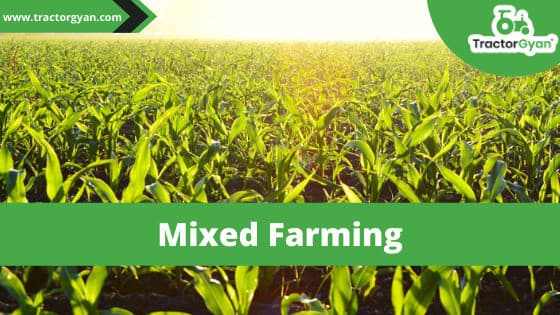 Mixed farming - Profit Earning way of farming. image