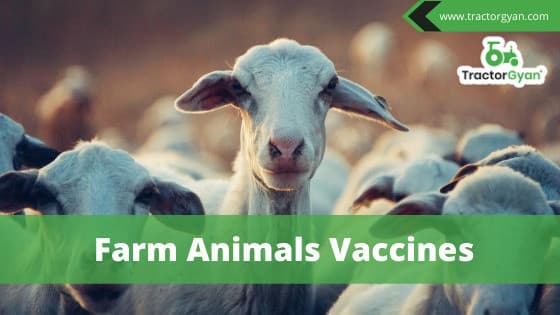 Farm Animals Vaccines image