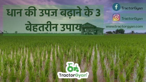 धान की उपज बढ़ाने के तीन बेहतरीन उपाय। image