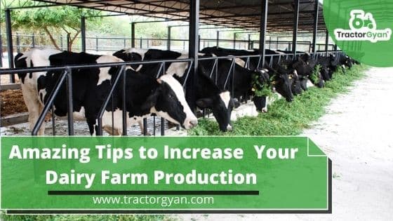 How to Increase Your Dairy Farm Production image