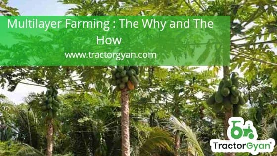 Multi-layer farming : The Why and the how. image