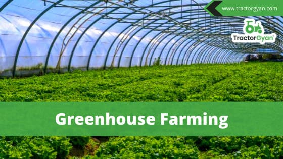 Everything you want to know about Greenhouse Farming image