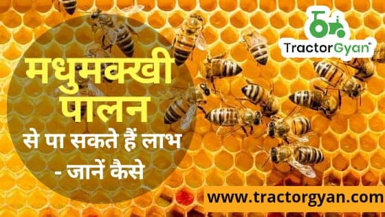 मधुमक्खी पालन यानिकी से पा सकते हैं लाभ - जानें कैसे image