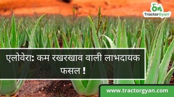 Aloe Vera: A low maintenance yet a profitable crop! image