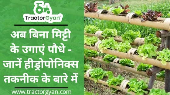 अब बिना मिट्टी के उगाएं पौधे - जानें हीड्रोपोनिक्स तकनीक के बारे में image