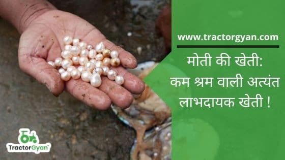 Pearl farming: A highly profitable minimum labour farming image