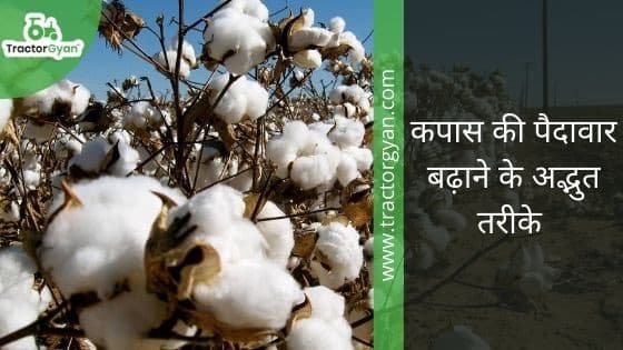 Amazing Tips to Boost Your Cotton Yield image