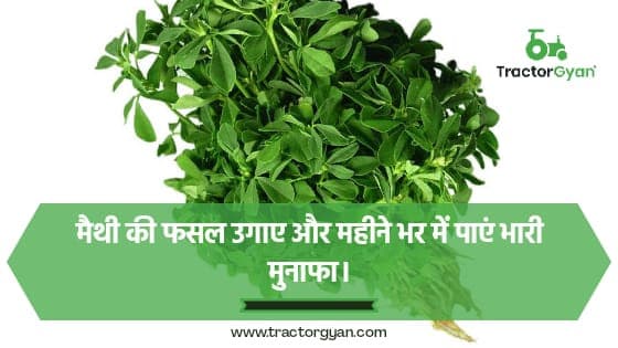 मैथी की फसल उगाए और महीने भर में पाएं भारी मुनाफा। image