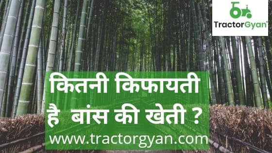 How profitable is the bamboo farming? image