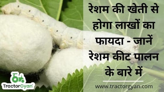 रेशम की खेती से होगा लाखों का फायदा - जानें रेशम कीट पालन के बारे में image