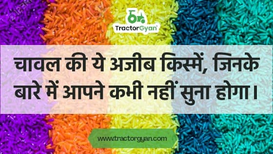 चावल की ये अजीब किस्में, जिनके बारे में आपने कभी नहीं सुना होगा। image