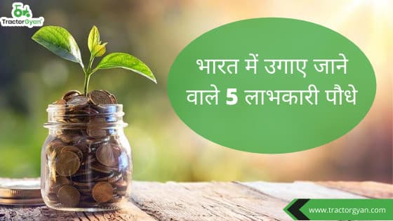 5 shockingly high-profit earning plants grown in India. image
