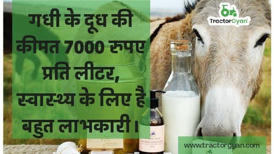 गधी के दूध की कीमत 7000 रुपए प्रति लीटर, स्वास्थ्य के लिए है बहुत लाभकारी। image