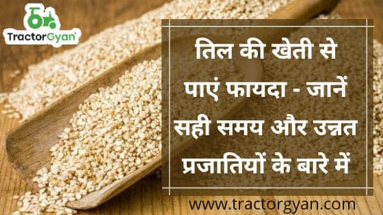 तिल की खेती से पाएं फायदा - जानें सही समय और उन्नत प्रजातियों के बारे में तिल की खेती से पाएं फायदा - जानें सही समय और उन्नत प्रजातियों के बारे में image
