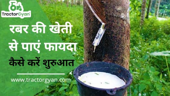 रबर की खेती से पाएं फायदा - कैसे करें शुरुआत image