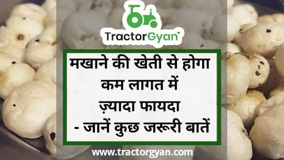 मखाने की खेती से होगा कम लागत में ज़्यादा फायदा - जानें कुछ जरूरी बातें image