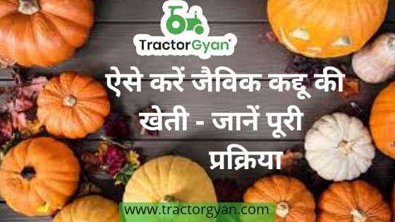 ऐसे करें जैविक कद्दू की खेती - जानें पूरी प्रक्रिया image