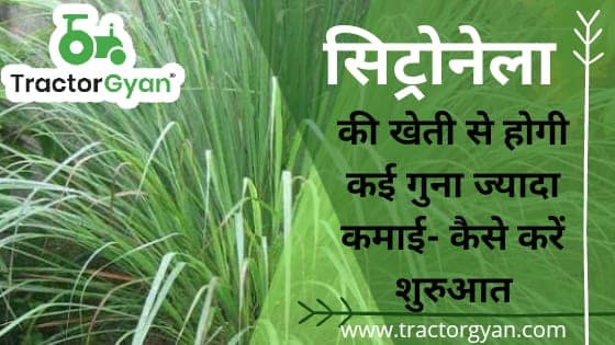 सिट्रोनेला की खेती से होगी कई गुना ज्यादा कमाई- कैसे करें शुरुआत image