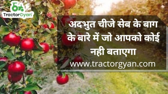 Amazing things that nobody tells you about Apple Orchards image