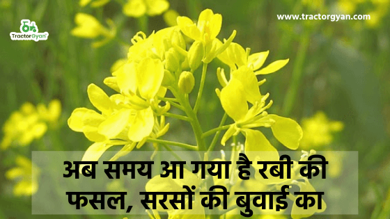 अब समय आ गया है रबी की फसल, सरसों की बुवाई का image