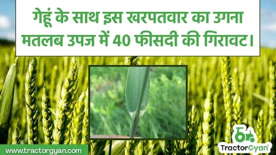 गेहूं के साथ इस खरपतवार का उगना मतलब उपज में 40 फीसदी की गिरावट। image
