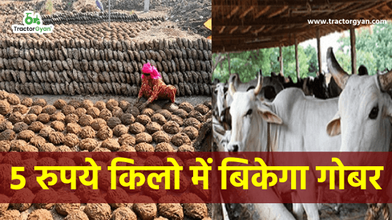 ₹5 में बिकेगा 1 किलो गोबर! ₹5 में बिकेगा 1 किलो गोबर! image