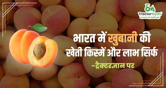 Apricot Tree Farming in India:Varieties and Benefits image