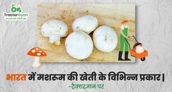 Different Types of Mushroom Cultivation in India image