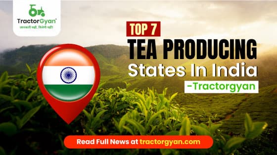 Top 7 Tea Producing States in India (Updated for 2024-2025) image